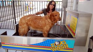 Dog Wash - woman washing her dog